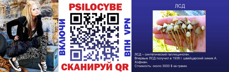 хочу наркоту  Хасавюрт  Псилоцибиновые грибы Cubensis 